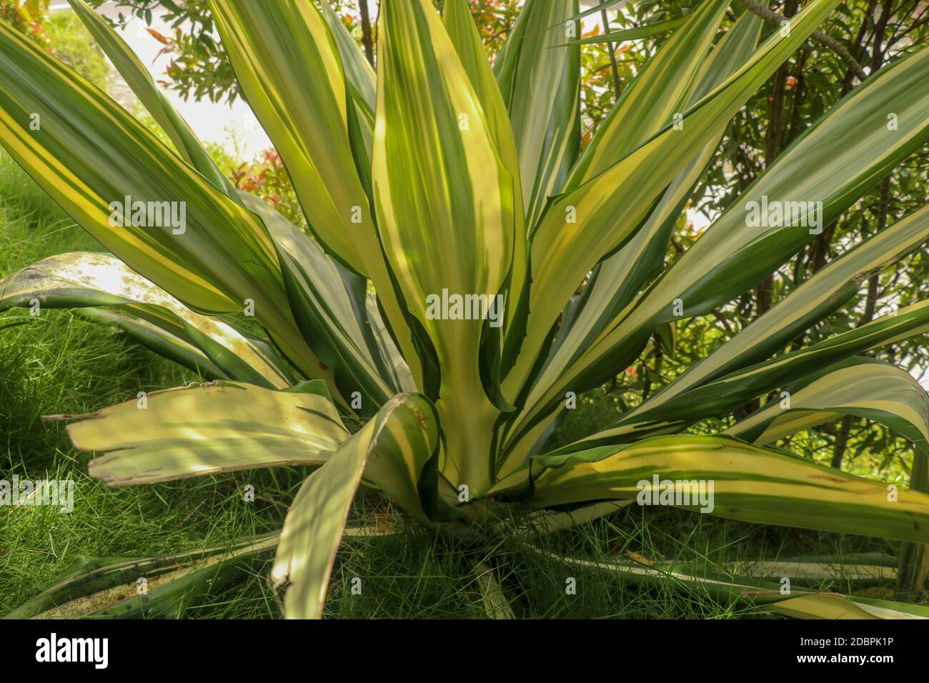 Yellow and green leaves Furcraea foetida. Beautiful flower Mauritiushemp. Pointed leaf plants