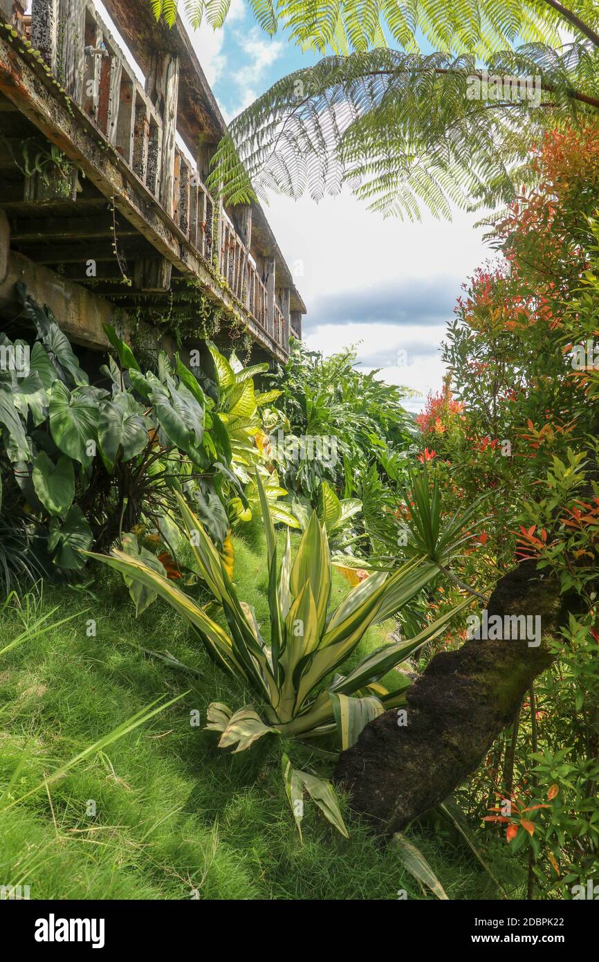 Tropical garden on a hillside with various plants, Anthurium, Furcraea Foetida. Green plant in the garden. Fresh green leaf background. Background wit Stock Photo