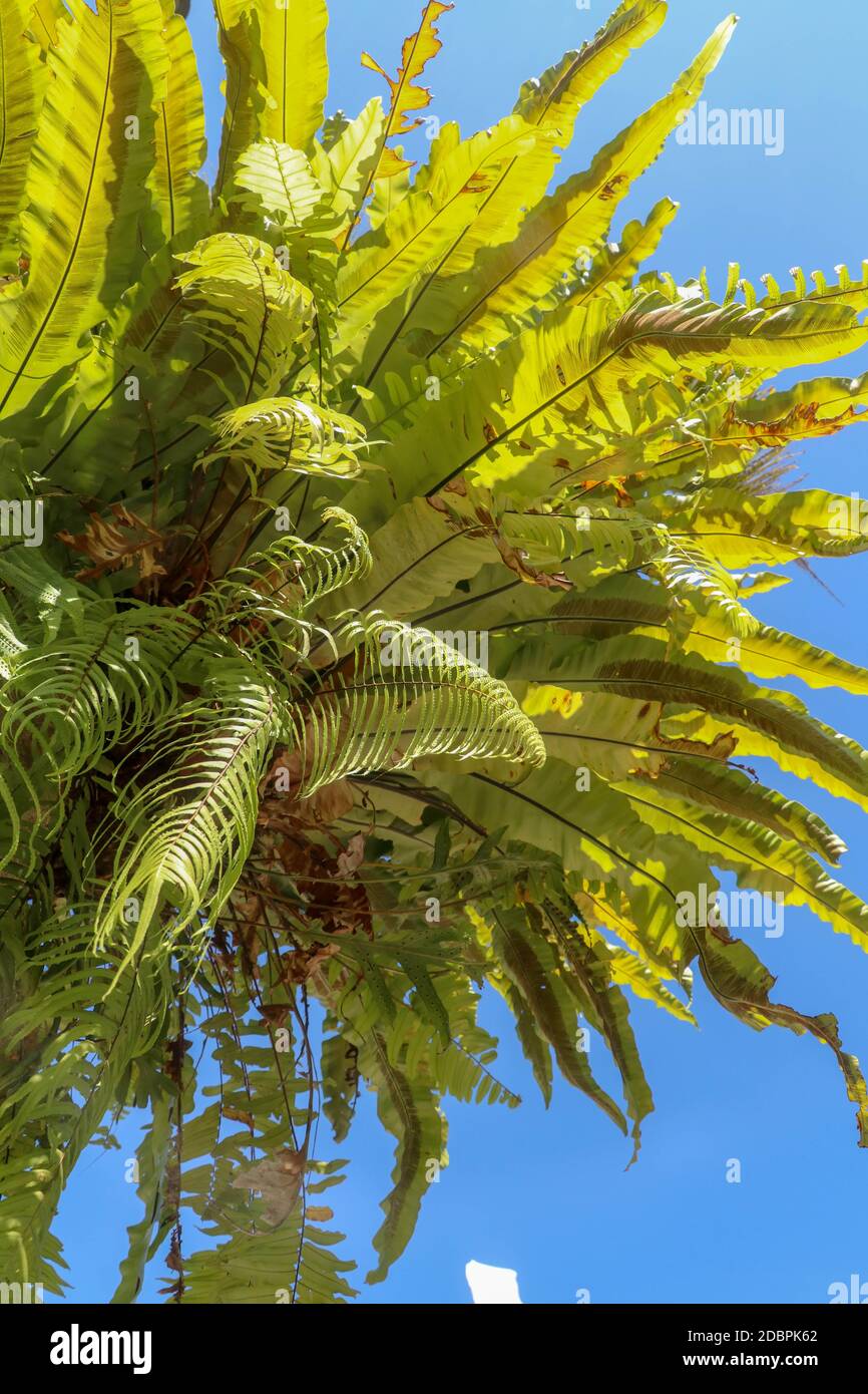 Epiphytic species of fern hi-res stock photography and images - Alamy