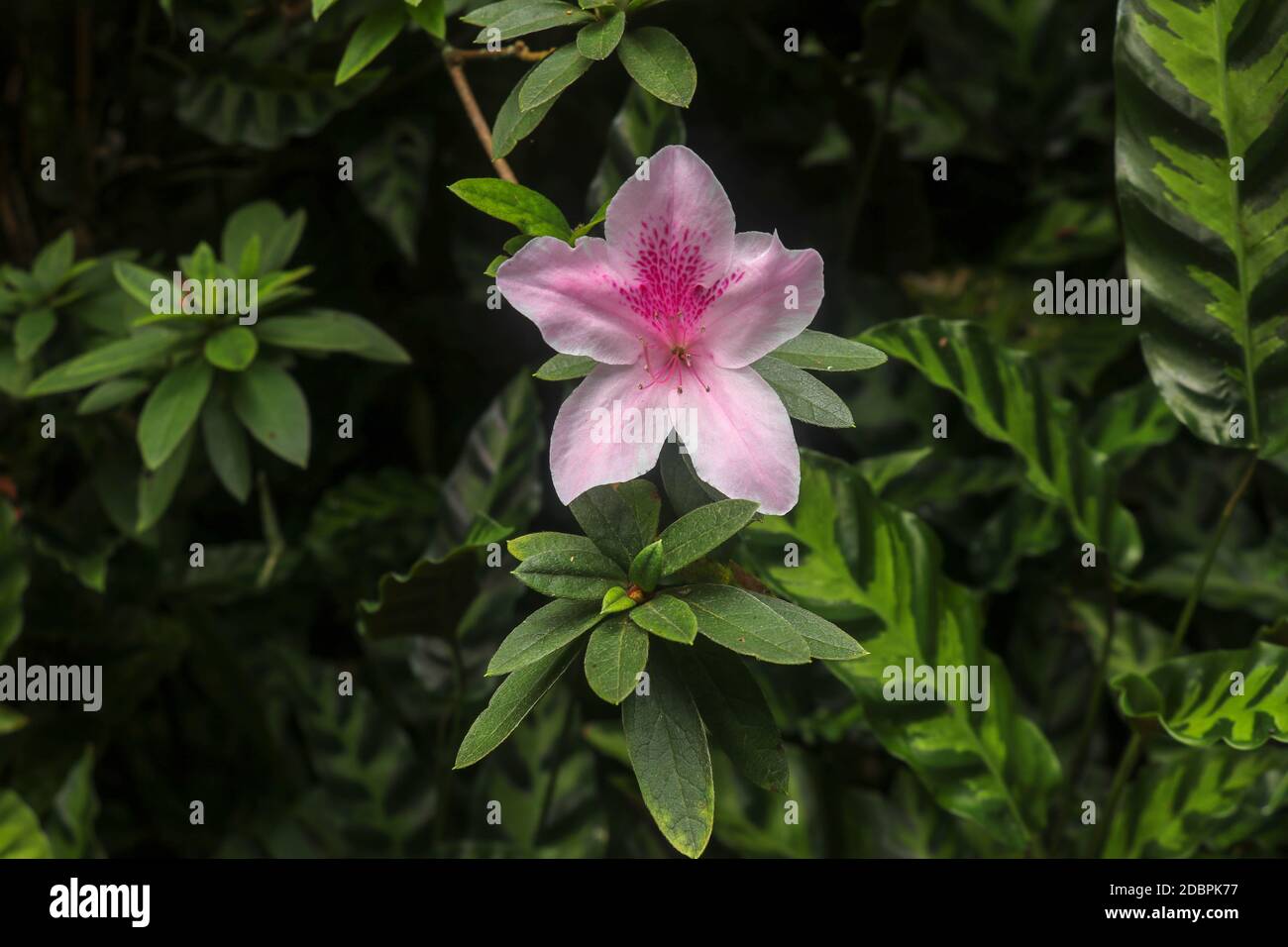 Close up shot of pink Rhododendron Simsii flower blossom in Bali, Indonesia. Spring flowers series, pink Azalea flowers. Blossoming plant of Rhododend Stock Photo