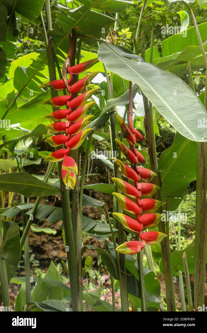 Close up of Heliconia rostrata flowers in yellow and red color hanging own from the plant in jungle in Bali. Lobster Claw Heliconia. Toucan Beak with Stock Photo