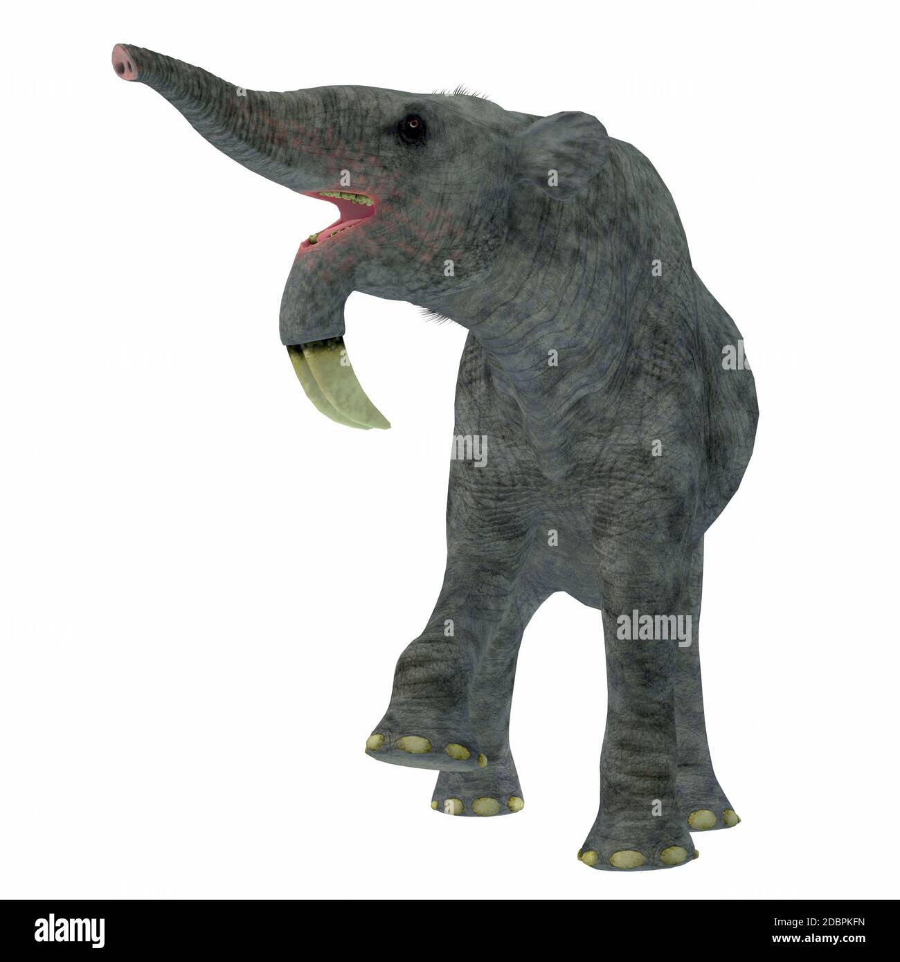 Deinotherium spp. - Carnivora