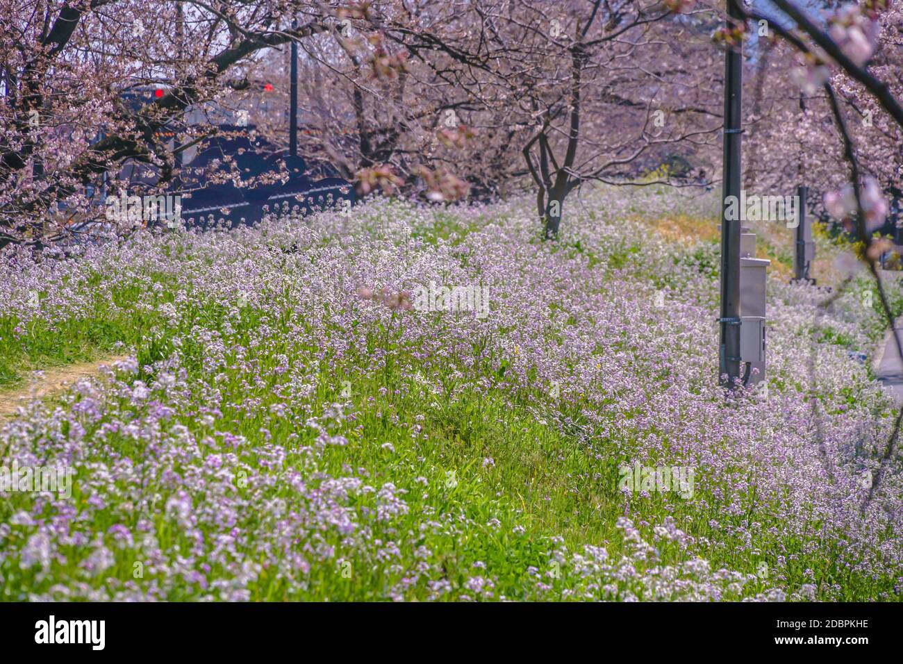 Spring flower garden. Shooting Location Tokyo metropolitan area Stock