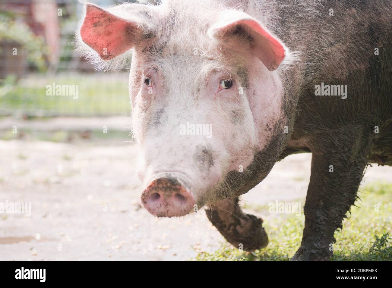 Animal portrait of dirty big domestic pig outdoors, pig breeding concept. Stock Photo