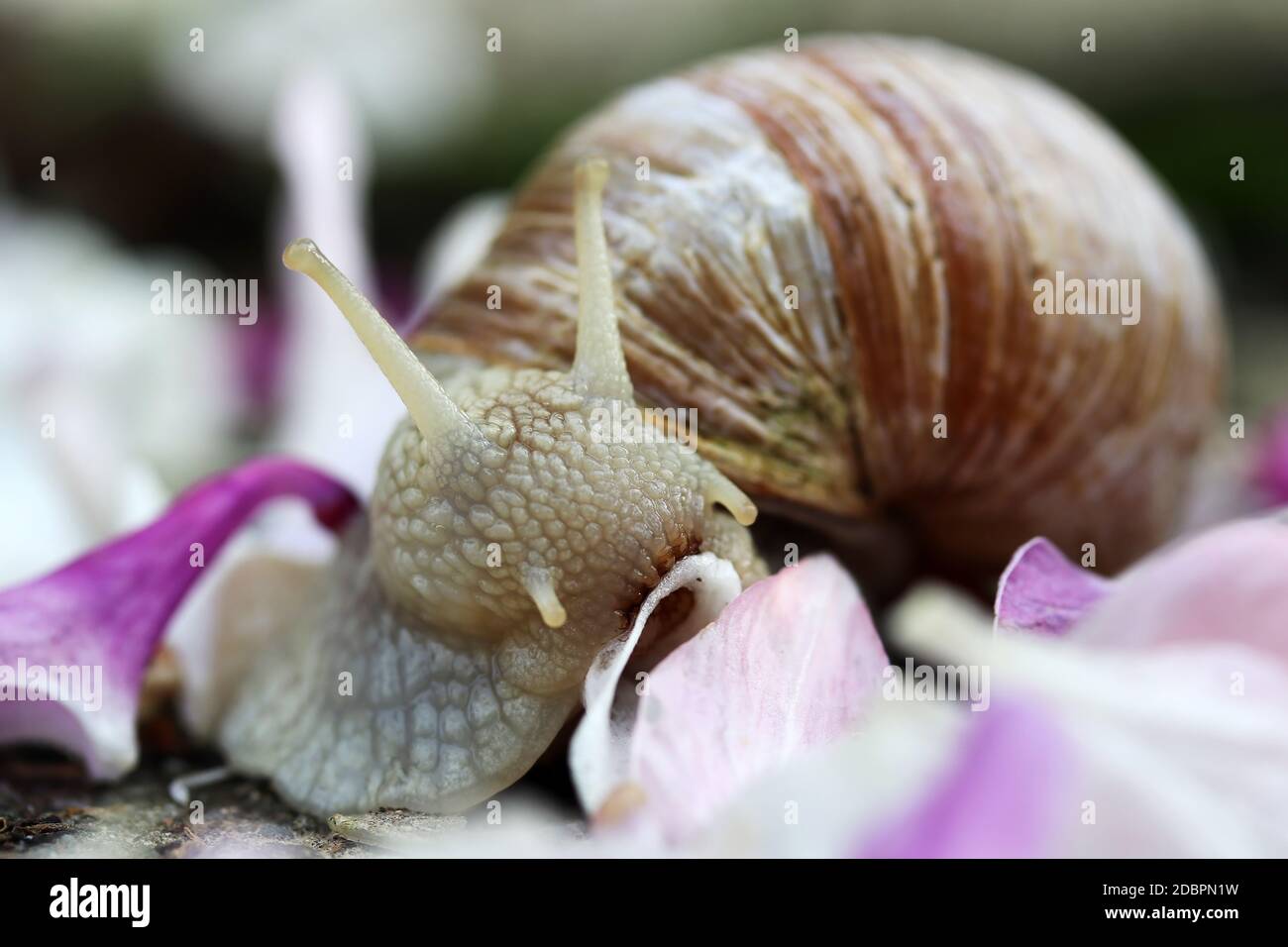 Close-up of a Roman snail eating a petal Stock Photo