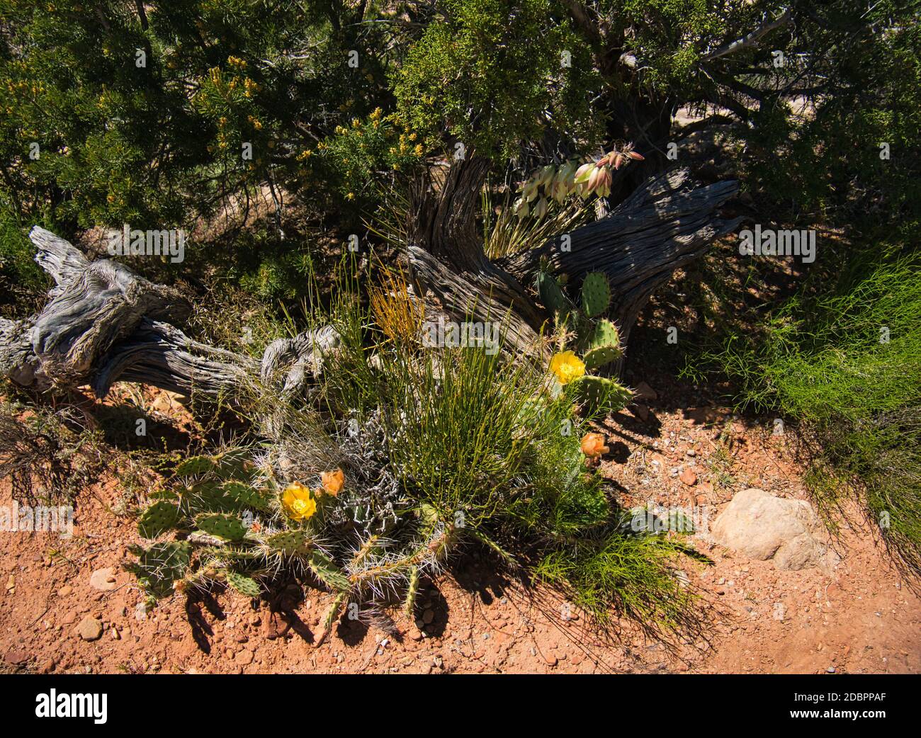 An old rootstock and cacti with yellow flowers in front of a shrub Stock Photo