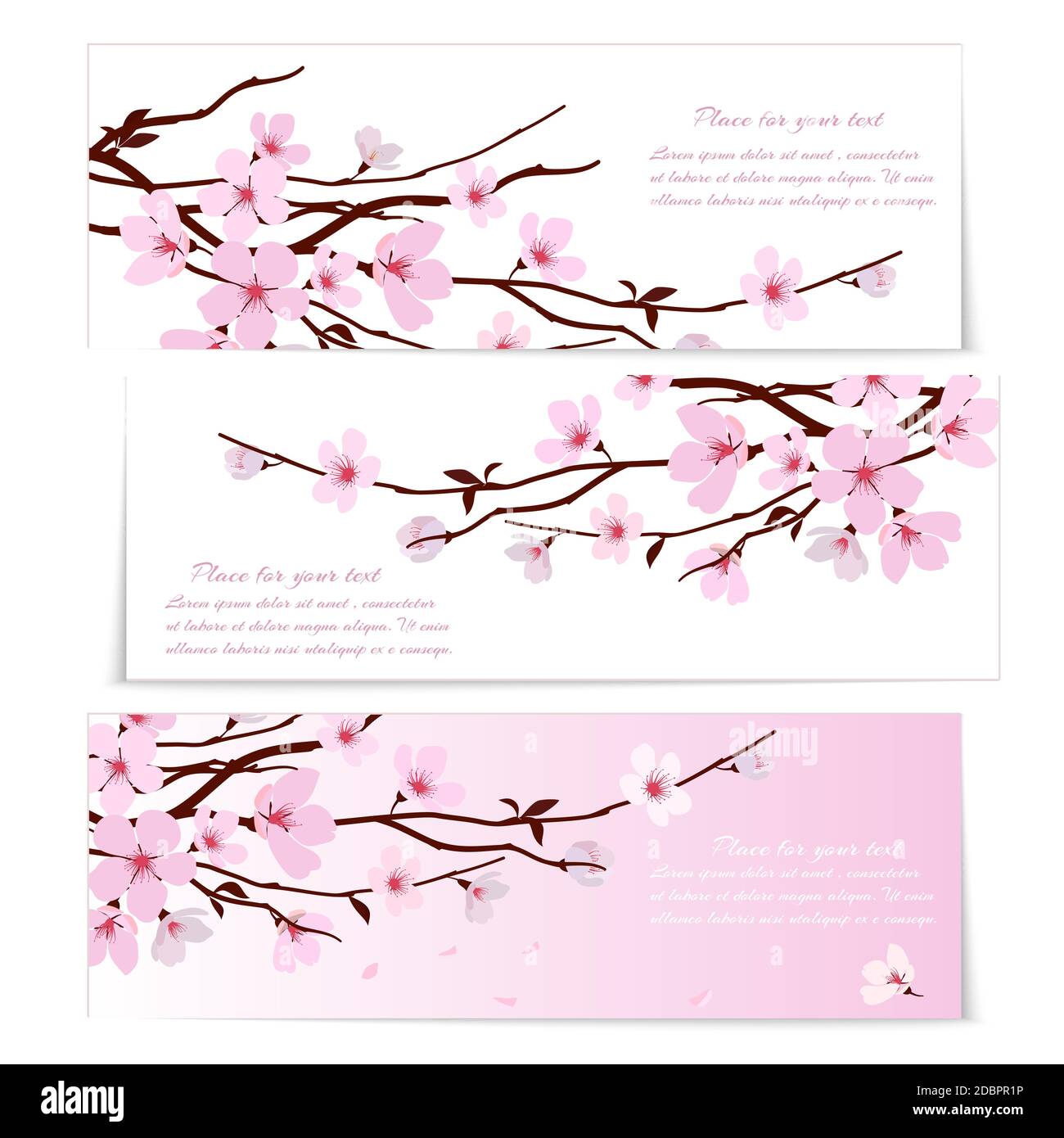 Three banners with fresh pink ornamental Sakura flowers  or cherry blossom  symbolic of spring on long twigs on white and pink backgrounds with copysp Stock Vector