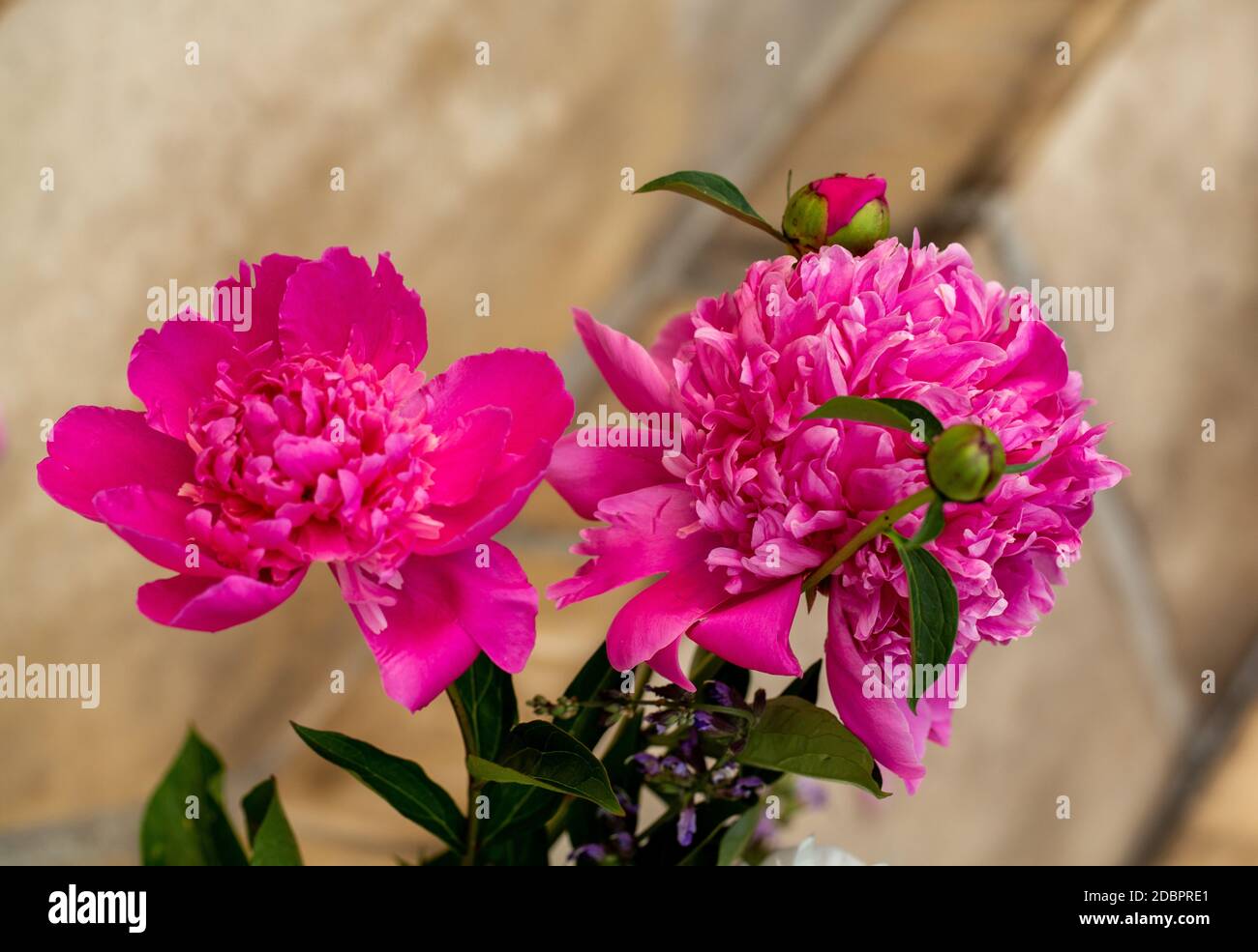 bud of pink peony flower in garden Stock Photo - Alamy