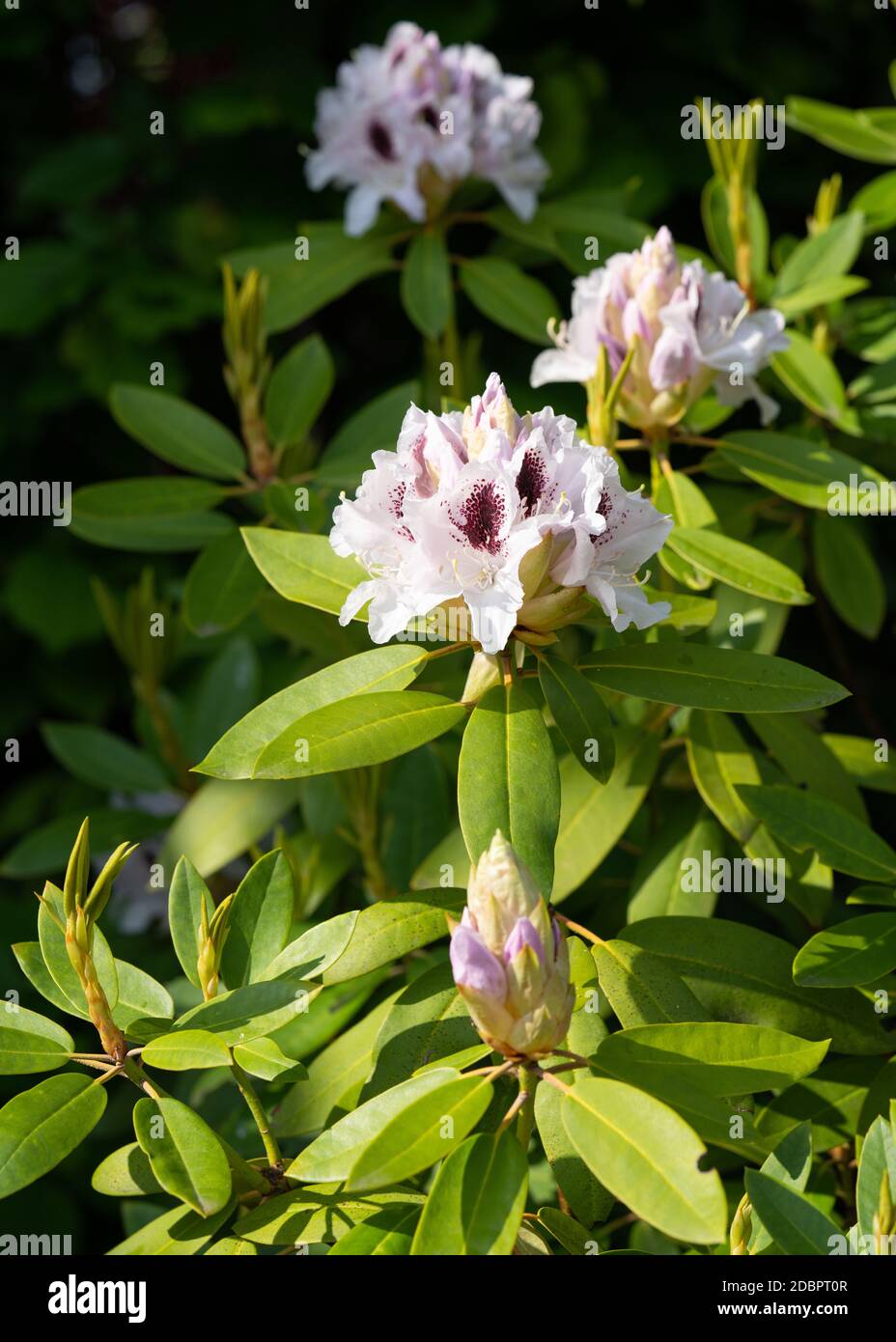 Rhododendron Hybrid Calsap (Rhododendron hybrid), close up of the ...