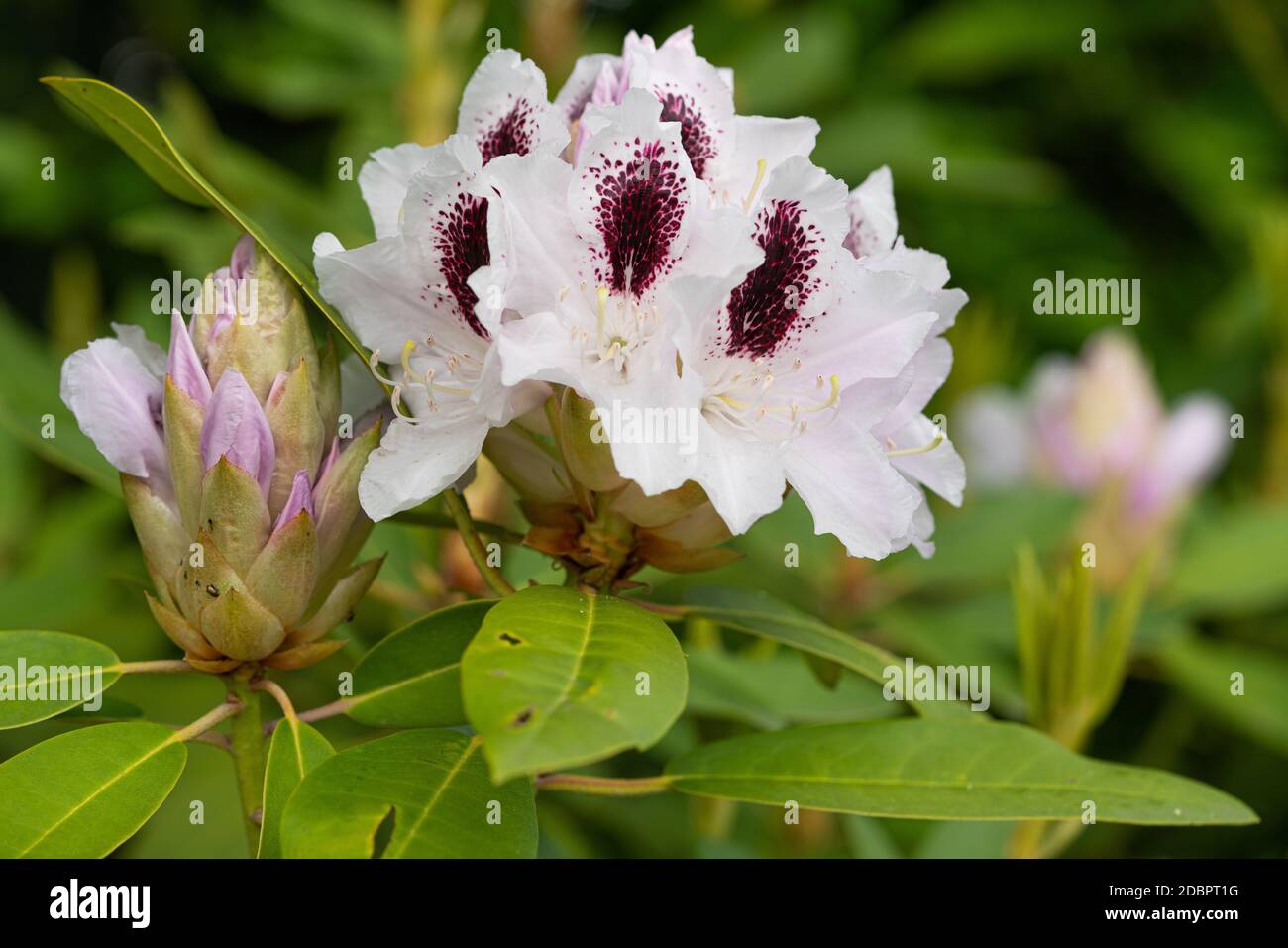 Rhododendron Hybrid Calsap (Rhododendron hybrid), close up of the ...