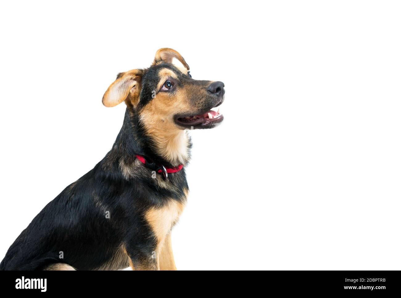 Mixed breed dog portrait on the white Stock Photo - Alamy