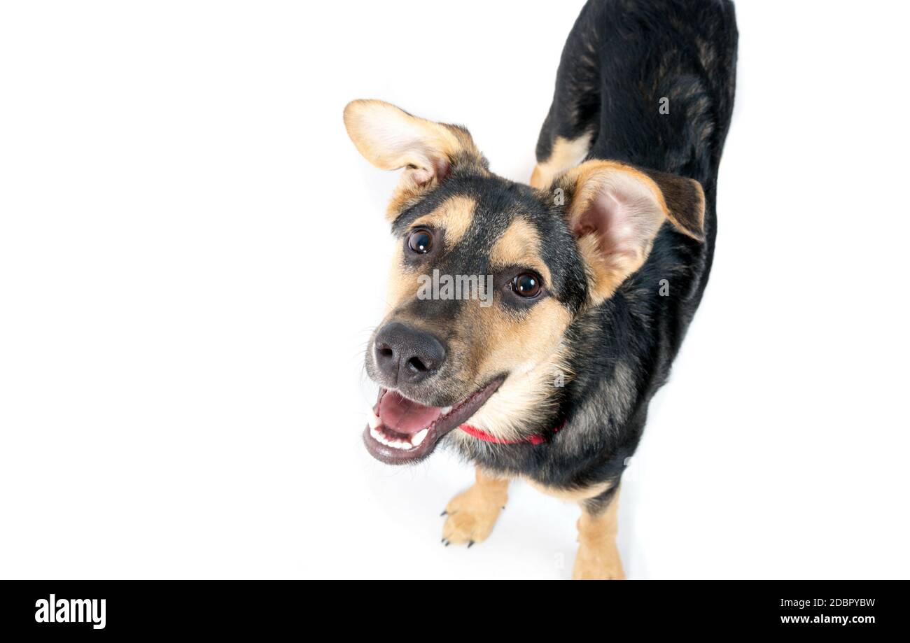 Mixed breed dog portrait on the white Stock Photo - Alamy