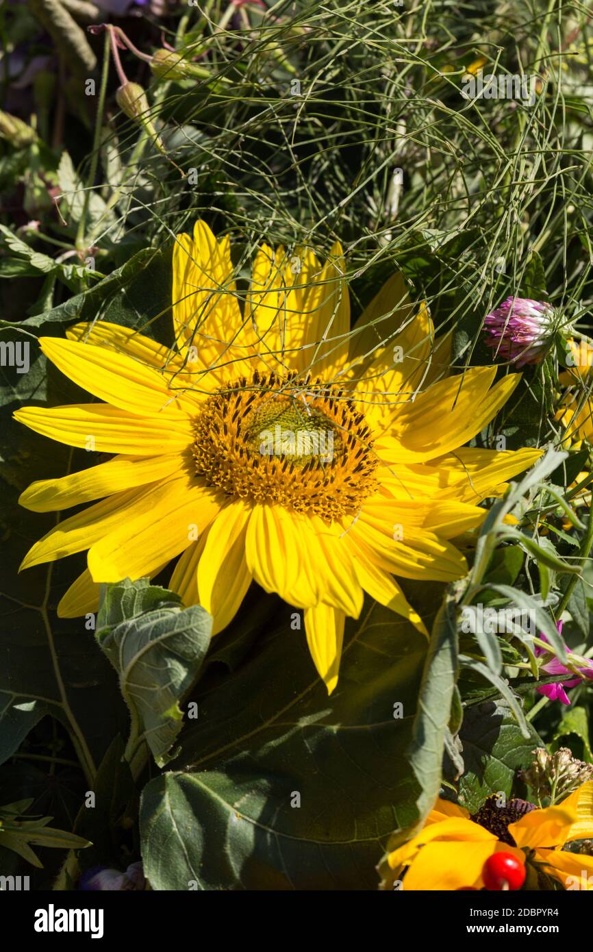 Beautiful bouquets of flowers hi-res stock photography and images - Alamy