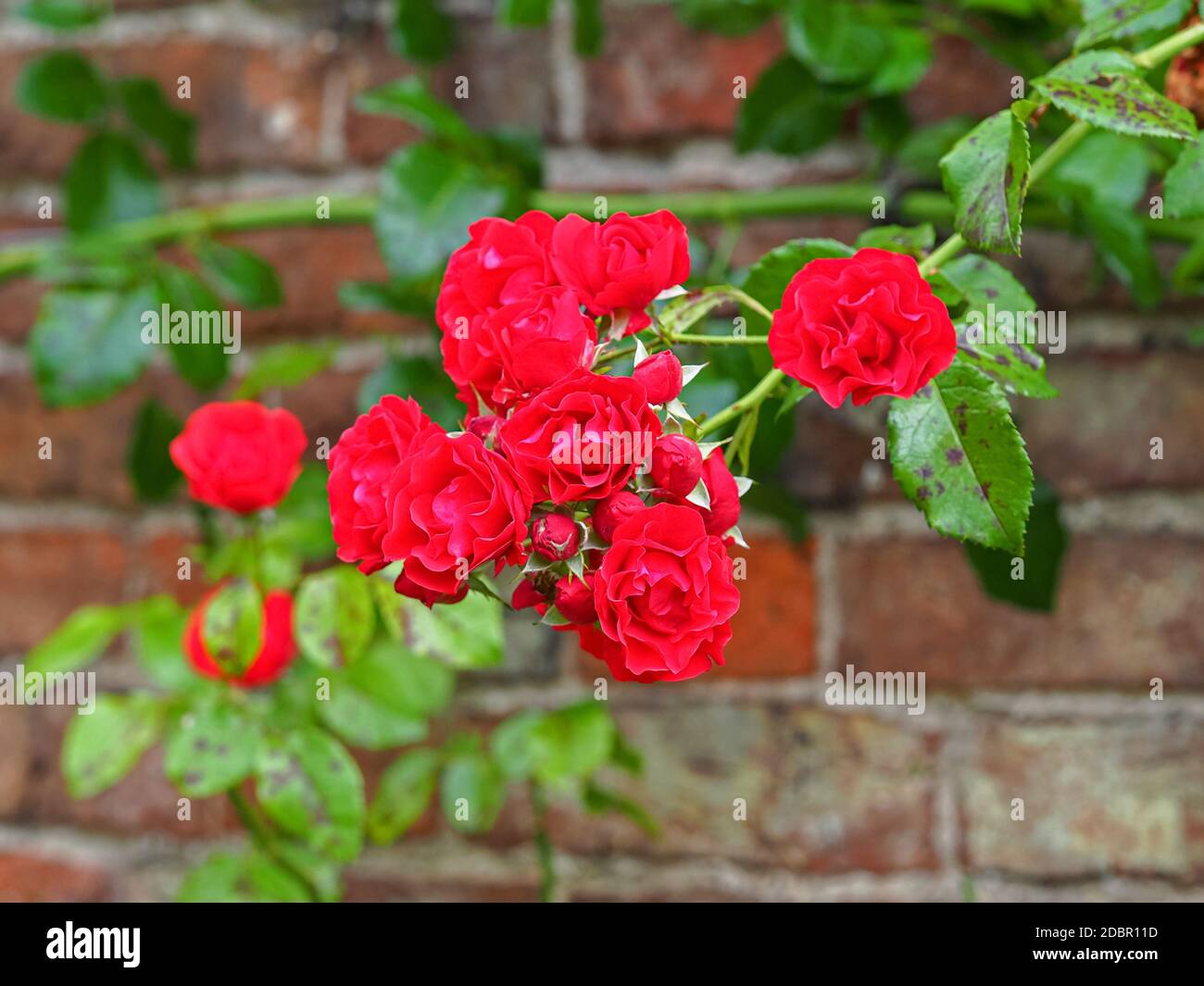 Climbing red rose blooms and green leaves against a brick wall Stock Photo