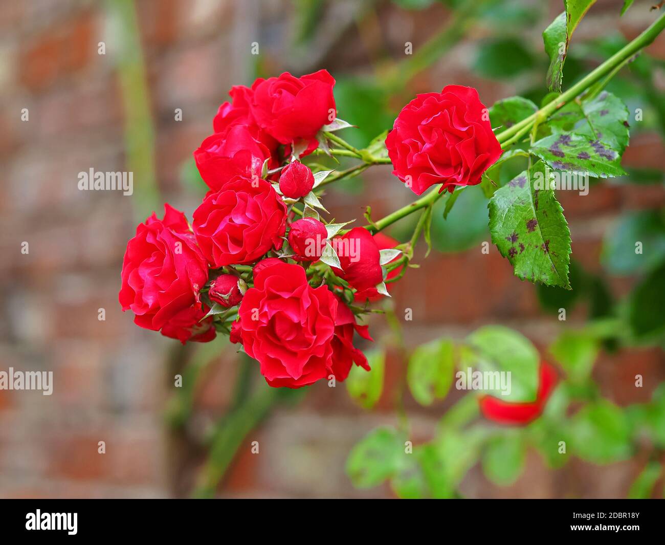 Climbing red rose blooms and green leaves against a brick wall Stock Photo