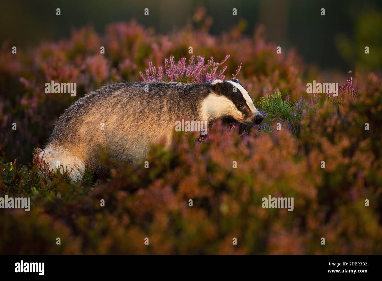 Adult european badger, meles meles, hiding in bushes of heather in moorland in summertime. Wild animal with black and white mask on head at sunrise fr Stock Photo
