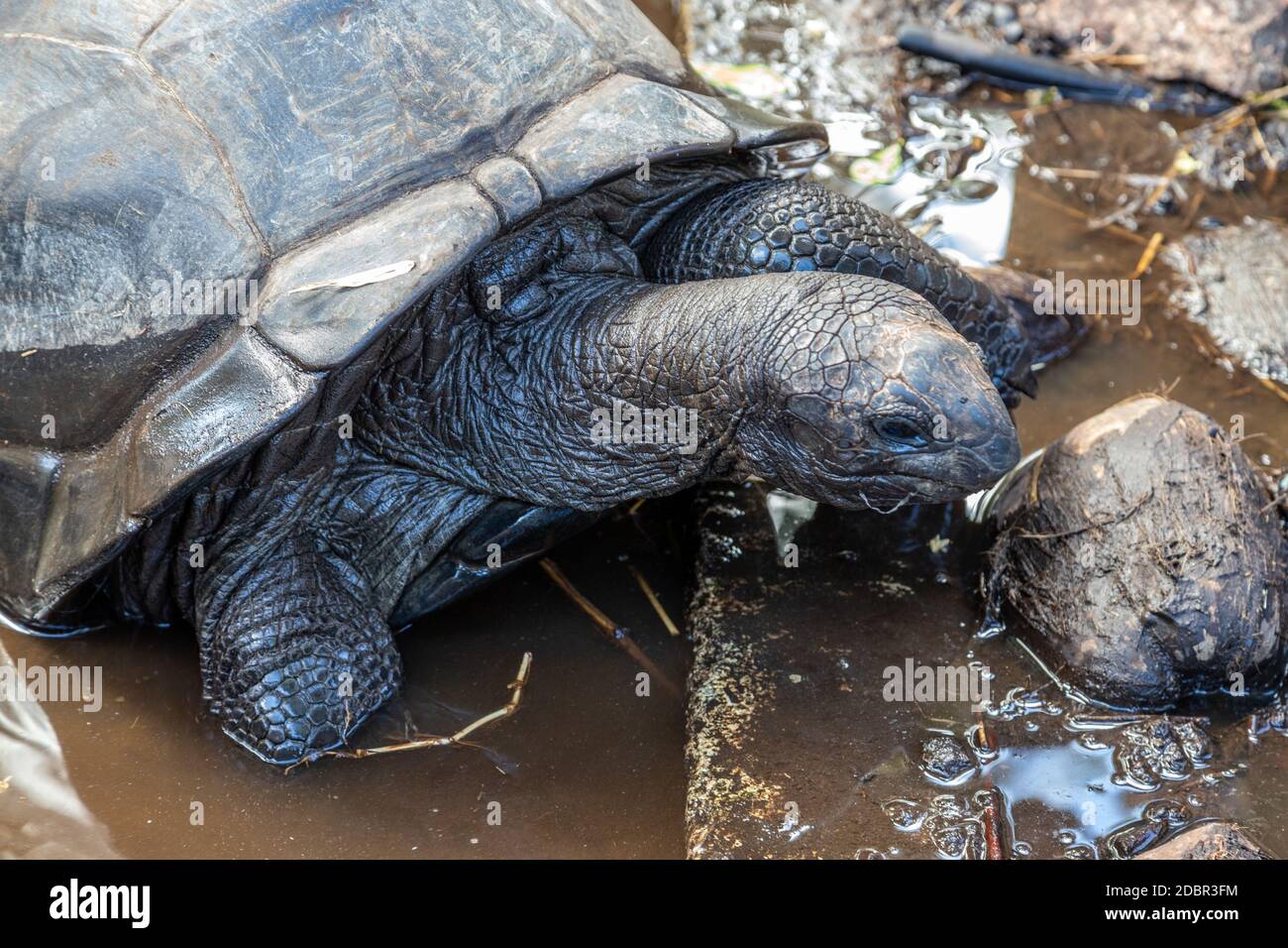 Giant land turtles (dipsochelys gigantea) on Seychelles island Praslin
