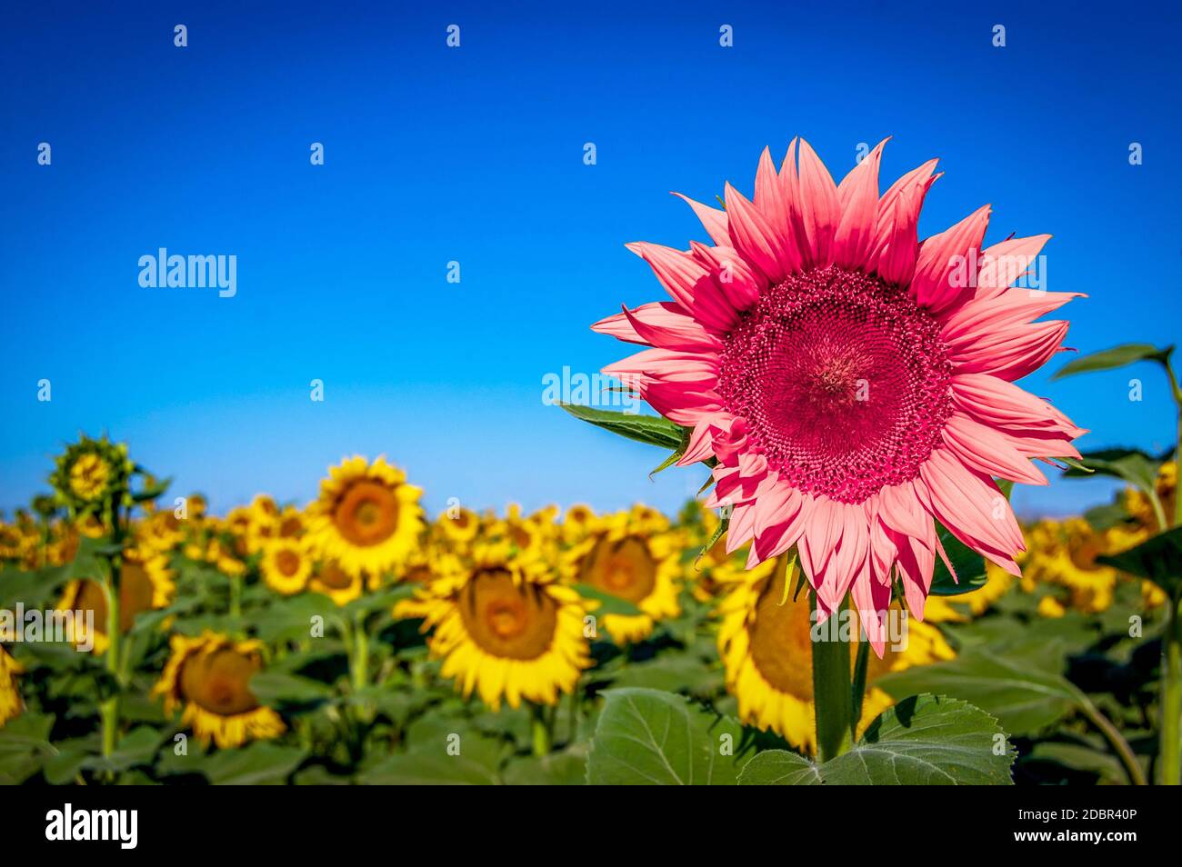 Premium Vector  Pink background with sunflowers of summer