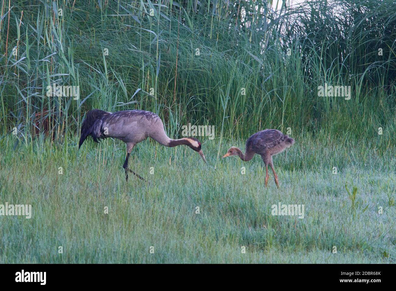 Common crane family in saxon upper lusatia Stock Photo