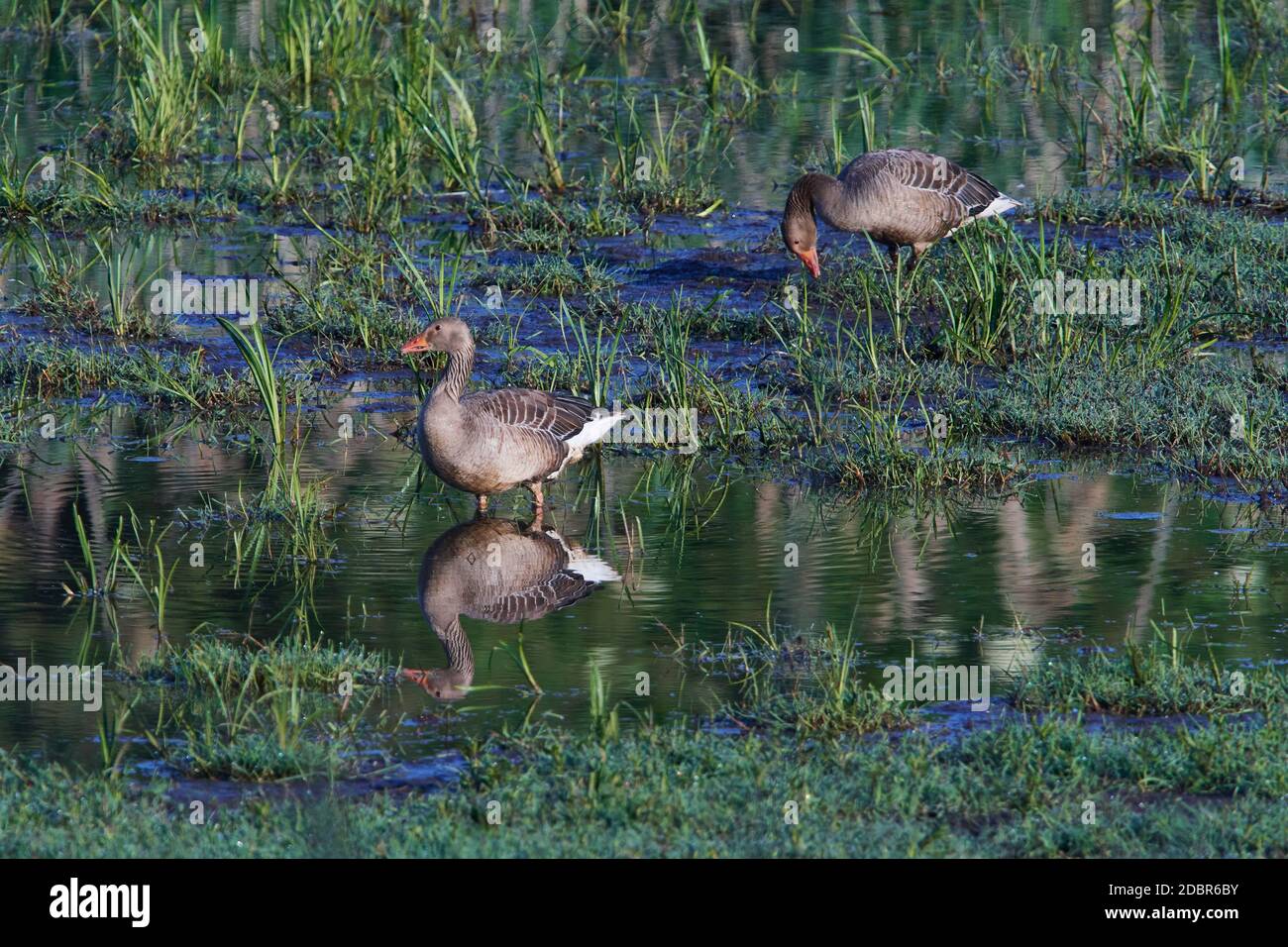 Greylag geese in spring in saxon Stock Photo
