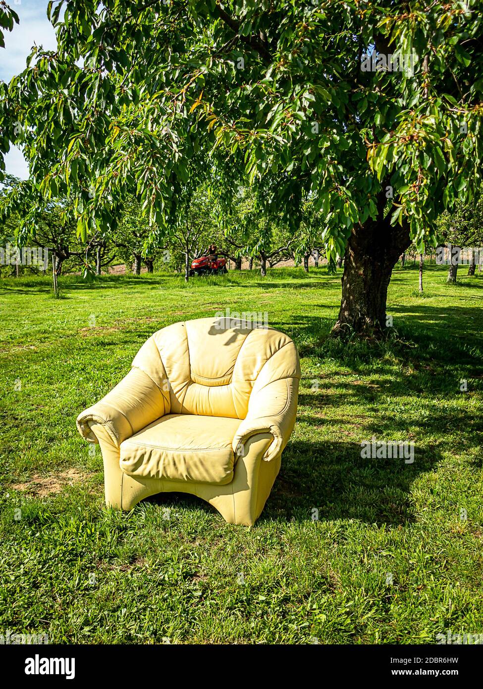 An old leather armchair under the cherry tree in a farm garden Stock Photo
