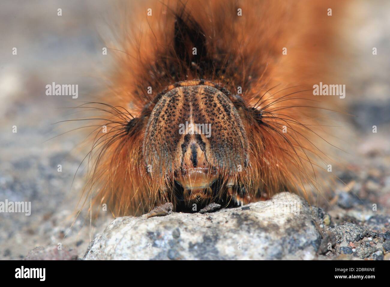 Caterpillar of the drinker, Euthrix potatoria, close-up Stock Photo