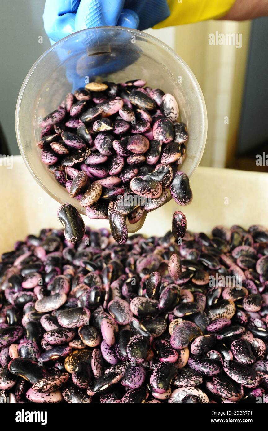 pouring raw runner beans in a big bowl before cooking Stock Photo Alamy