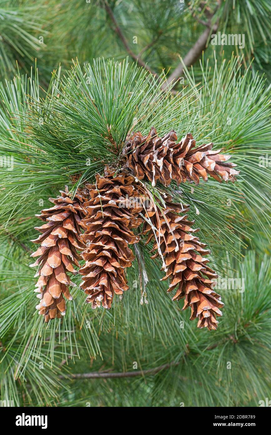 Ayacahuite pine (Pinus ayacahuite). Known lso as Mexican white pine. Included in International Union for Conservation of Nature Red list of Threatened Stock Photo