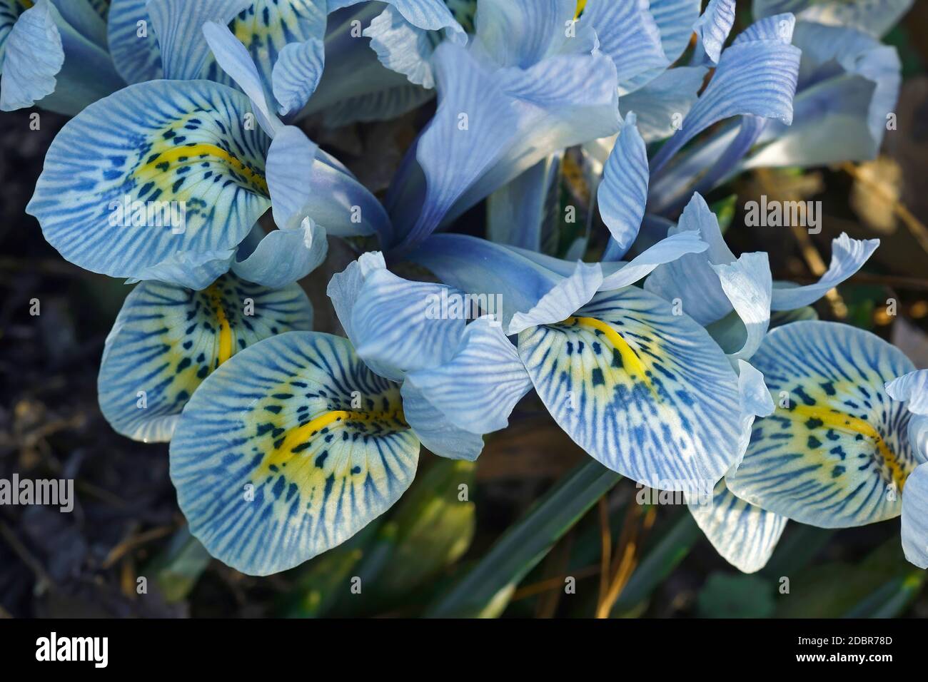 Katharine Hodgkin Dwarf Iris (Iris ‘Katharine Hodgkin’). Called Orchid iris also. Hybrid between Iris histrioides and Iris winogradowii. Stock Photo