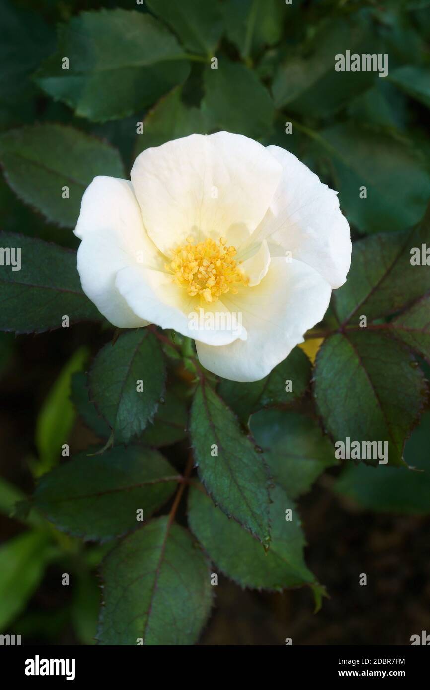 Memorial rose (Rosa wichuraiana). Another scientific name is Rosa luciae. Stock Photo