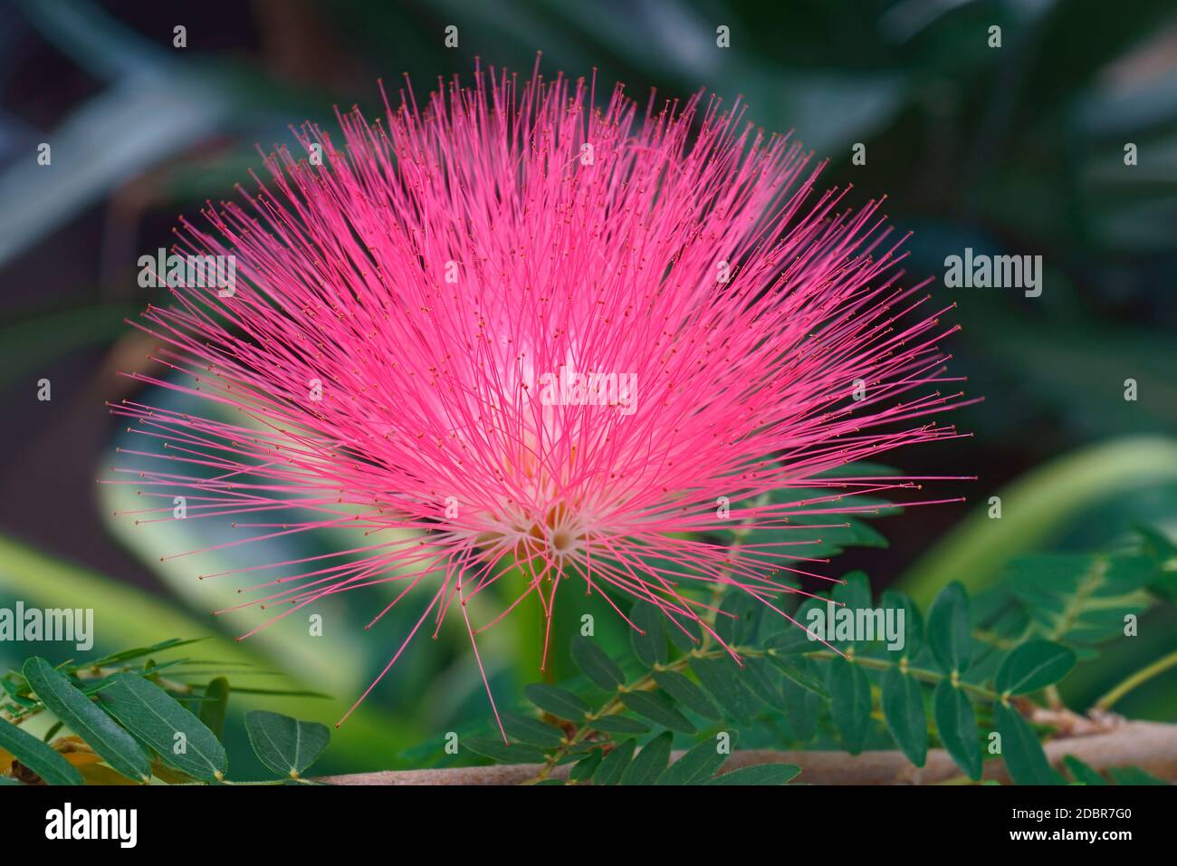 Surinam Powderpuff flower (Calliandra surinamensis). Called Pink Powder Puff, Pompon De Marin and Surinamese Stickpea Stock Photo