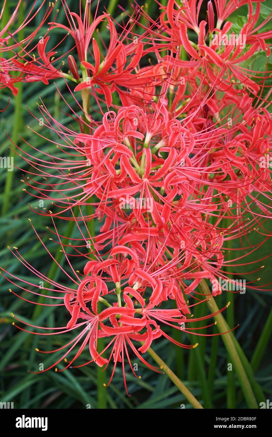 Red Spider Lily (Lycoris radiata var. pumila). Called Surprise Lily, Hell Flower, Red Magic Lily and Equinox flower also. Stock Photo