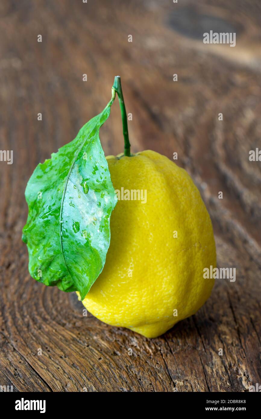 closeup of a amalfi lemon Stock Photo - Alamy