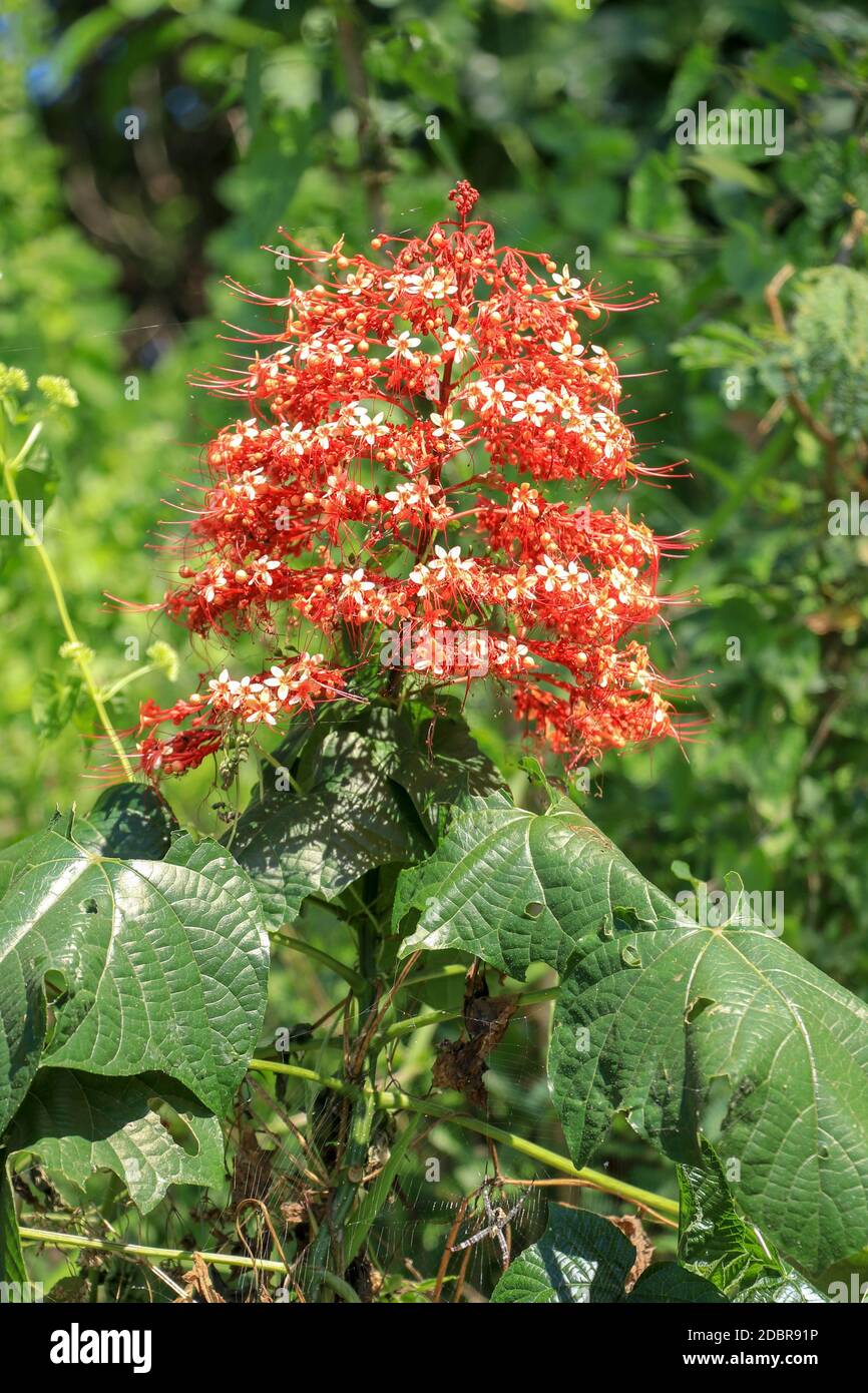 Pagoda flower is herbaceous with a medium shrub. Found in flood or water. The trunk is underground. The stalks are parallel to the ground, flowering a Stock Photo
