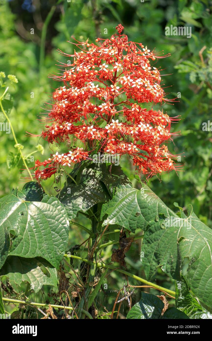 Pagoda flower is herbaceous with a medium shrub. Found in flood or water. The trunk is underground. The stalks are parallel to the ground, flowering a Stock Photo