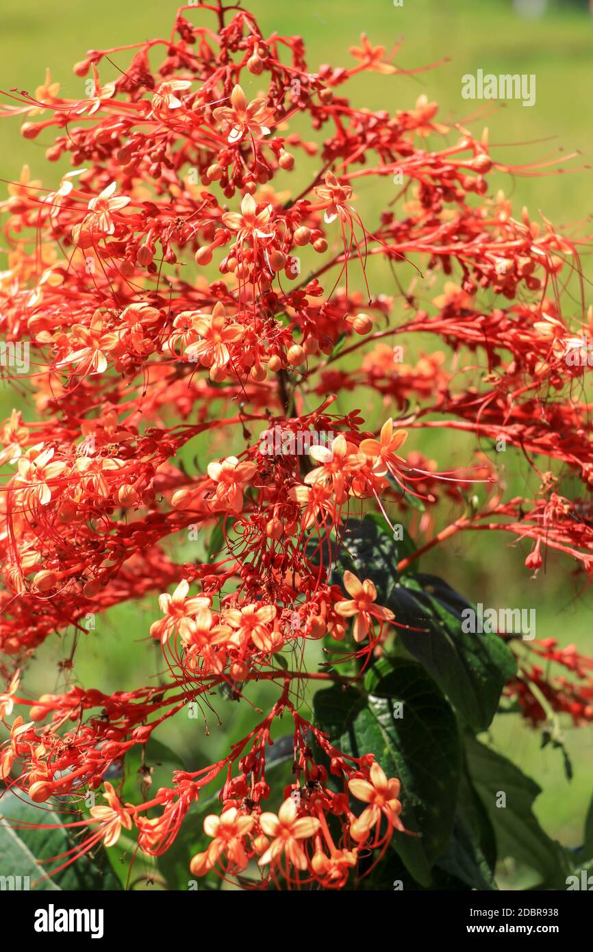 Close up red flowers of Clerodendrum Paniculatum or Pagoda Flower taken in Bali, Indonesia. Stock Photo