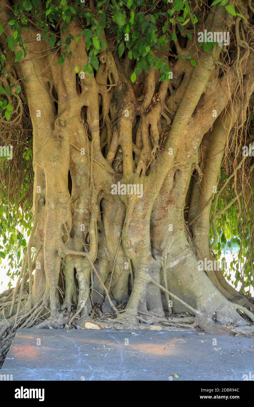 Closeup of banyan tree trunk roots with carvings. Roots of a tree and trunk. interesting tree trunk in tropical forest. Stock Photo