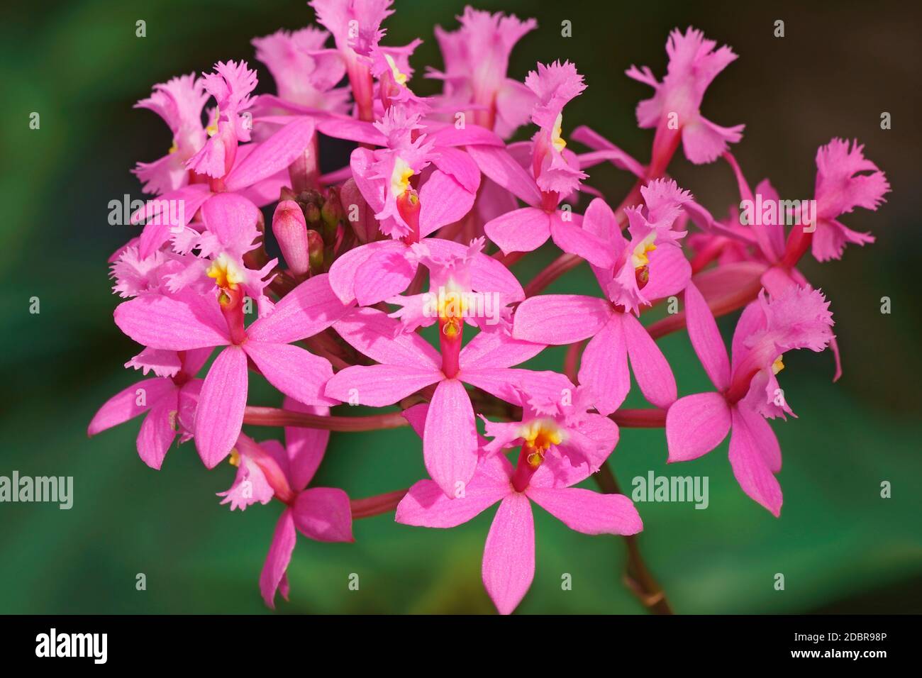 Lopsided Sar orchid (Epidendrum secundum). Called Angel orchid also. Stock Photo