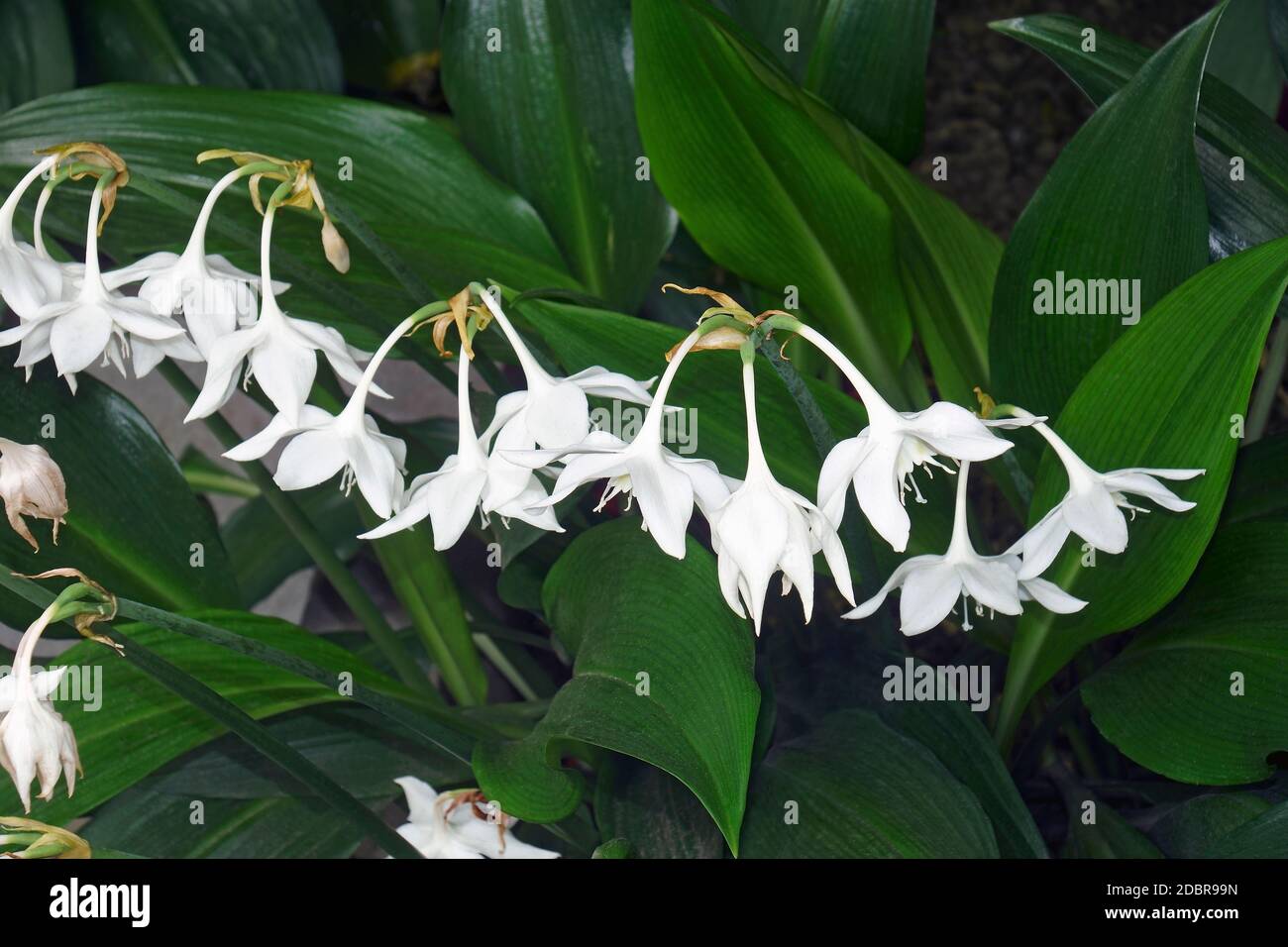 Amazon lily flowers (Eucharis amazonica Stock Photo Alamy