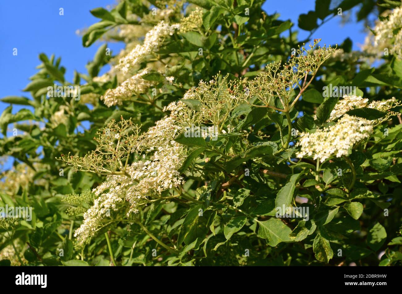 Elder tree with white flowers Stock Photo Alamy