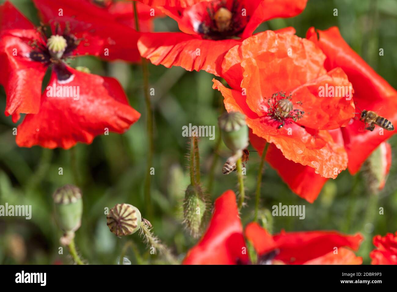 Blossom poppy hi-res stock photography and images - Alamy
