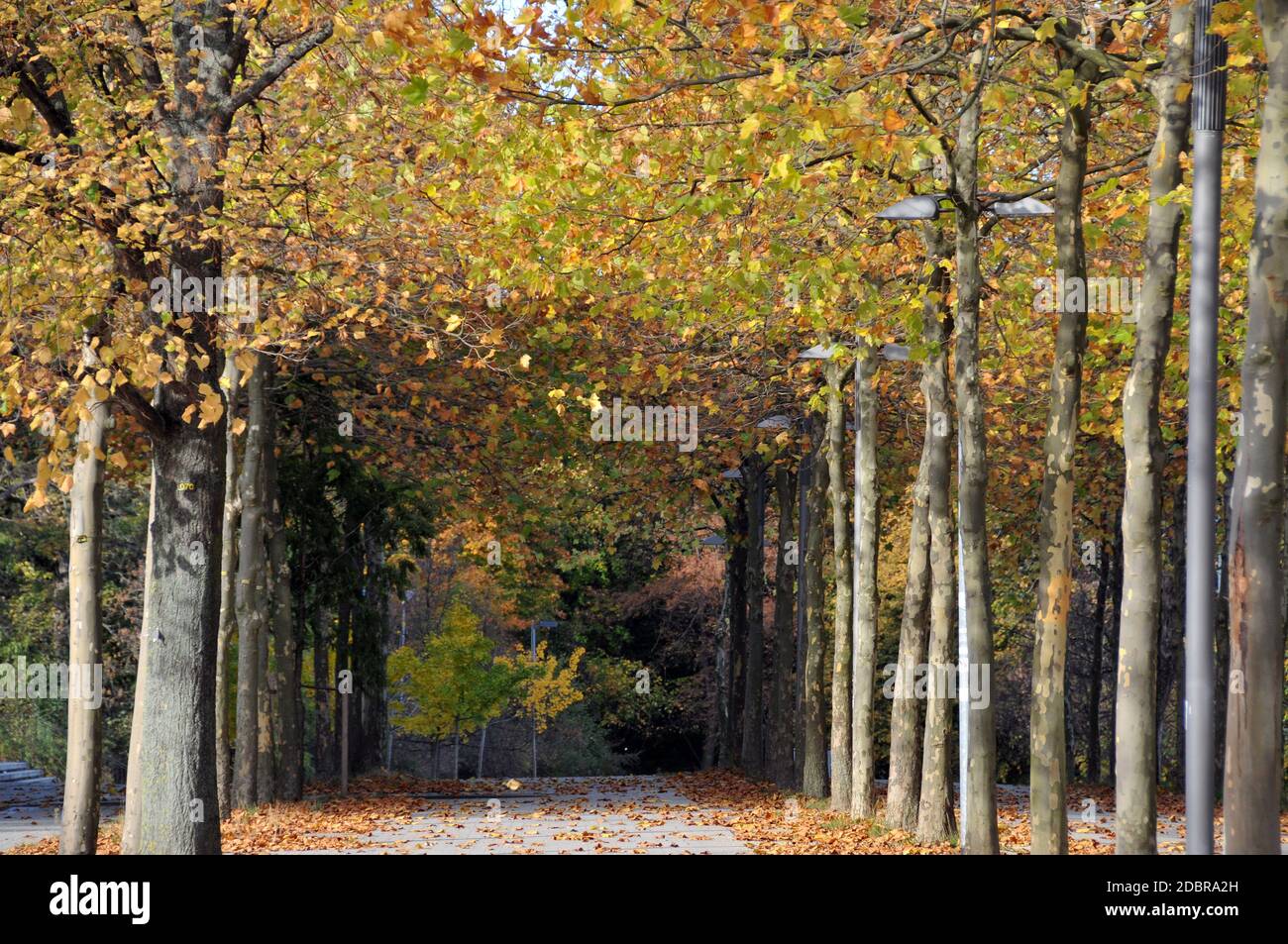 Avenue of trees in Hnanover Stock Photo