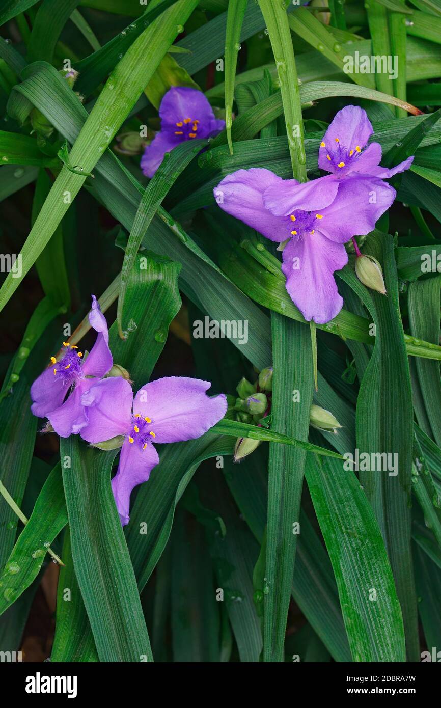 Virginia spiderwort (Tradescantia virginiana) Stock Photo