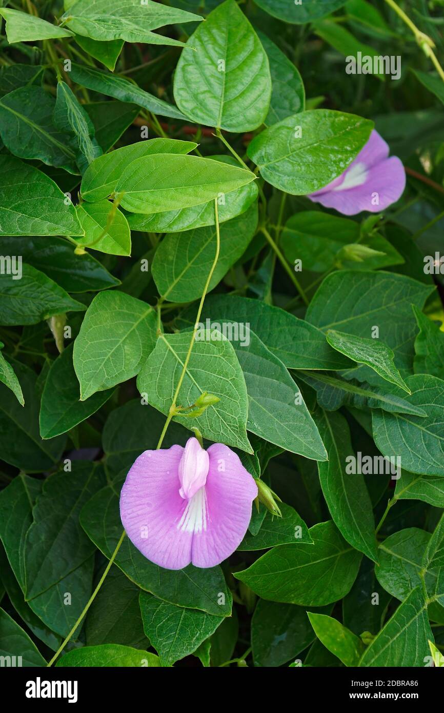 Spurred butterfly pea (Centrosema virginianum). Called Wild blue vine, Blue bell and Wild pea also Stock Photo