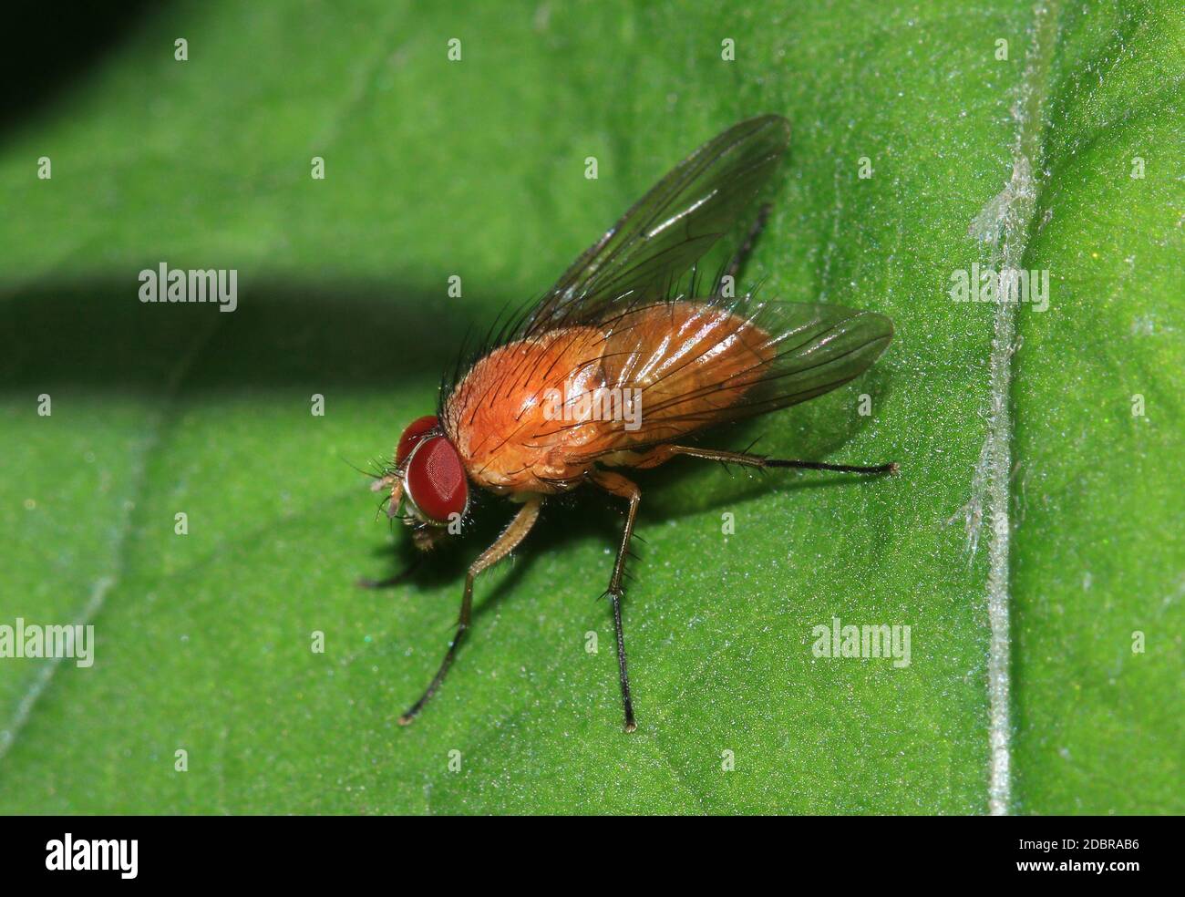 Phaonia pallida, the muscid fly or orange muscid fly Stock Photo