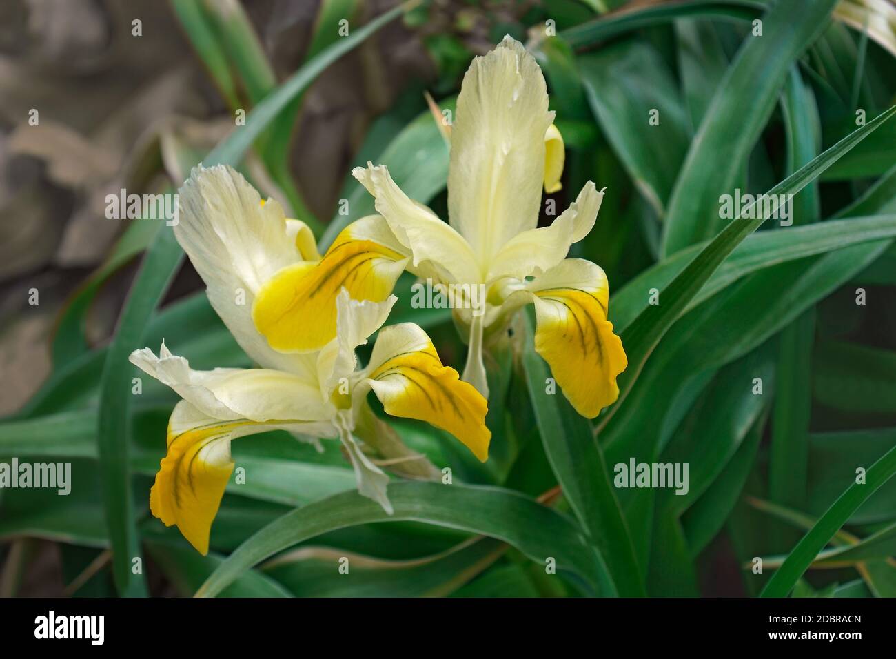 Corn-leaved juno iris (Iris bucharica) Stock Photo