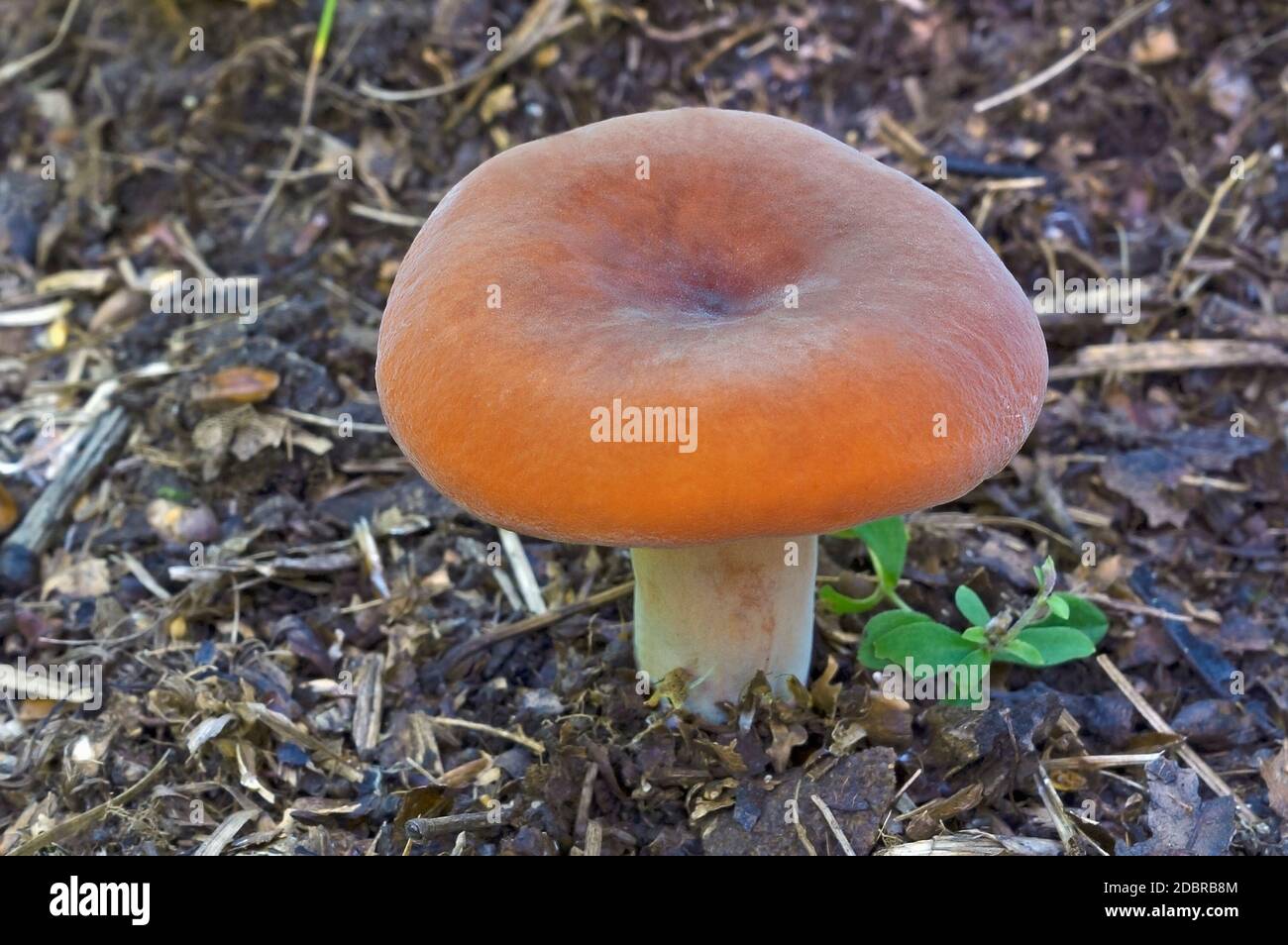Tawny milkcap mushroom (Lactifluus volemus). Known also as Weeping milk cap, Voluminous milky and Volumonous-latex milky. Another scientific name is L Stock Photo
