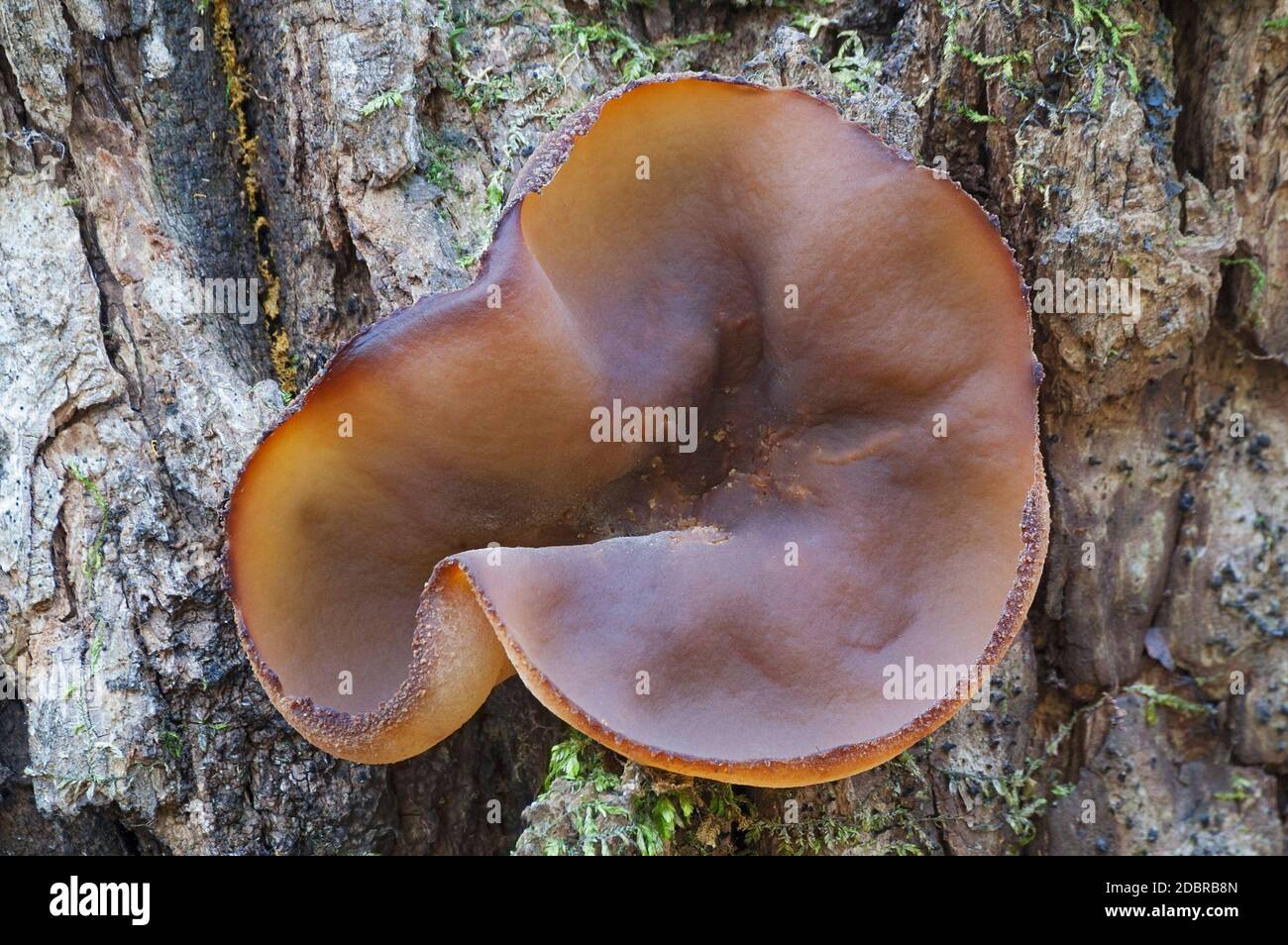 Peziza vesiculosa mushroom (Peziza vesiculosa) Stock Photo
