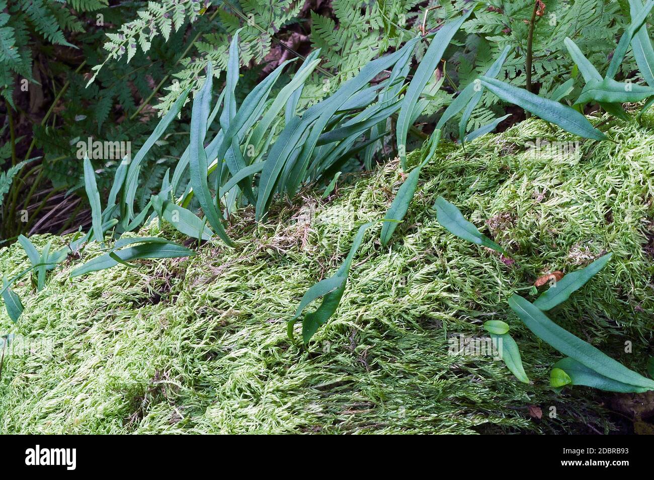 Scaly polypody fern (Lepisorus ussuriensis) Stock Photo
