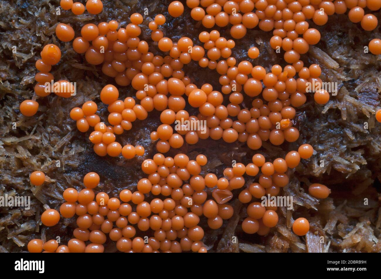 Trichia botrytis slime mold (Trichia botrytis). Another scientific name is Stemonitis botrytis Stock Photo